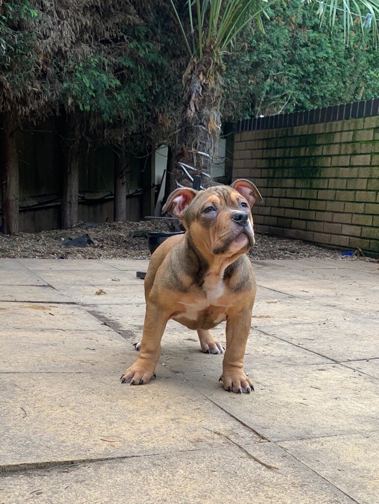 gumtree american bully